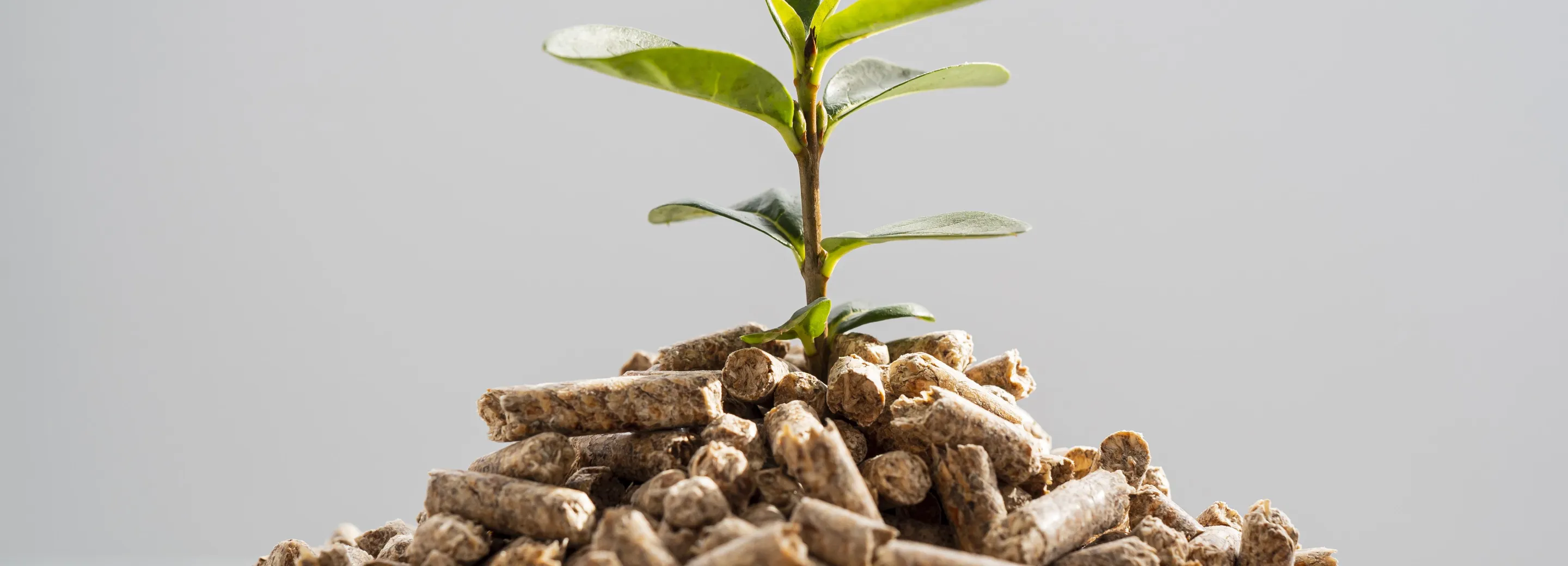 Biomassa & biogas