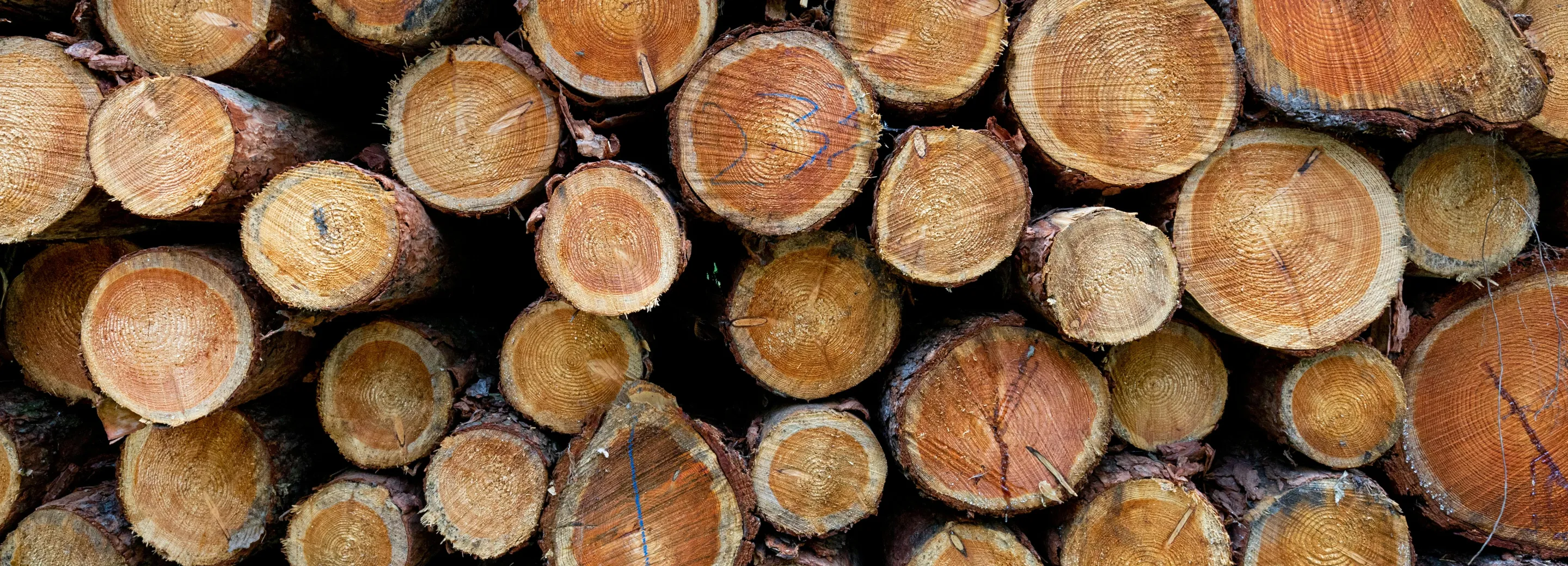 Hout